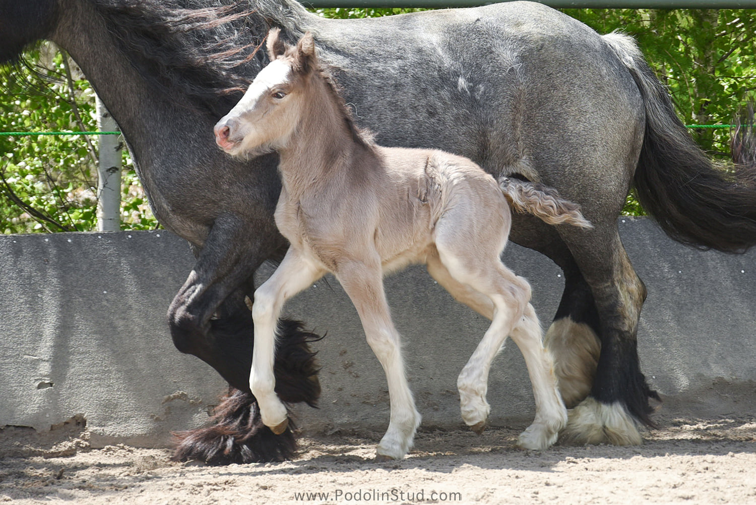 Black Roan Gypsy Cob Foal